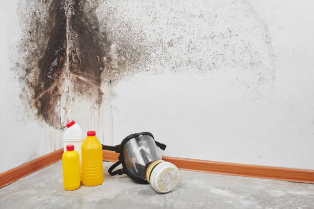 Best DIY Mold Remediation Support Services in Steubenville, OH