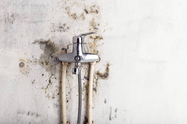 Best Black Mold Remediation in Steubenville, OH
