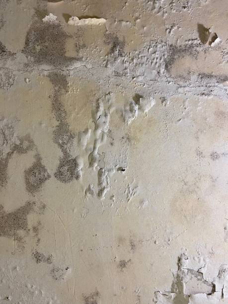Best Basement Mold Remediation in Steubenville, OH