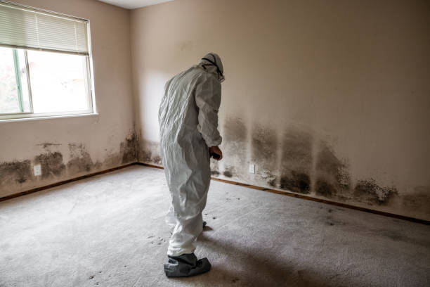 Best Industrial Mold Remediation in Steubenville, OH