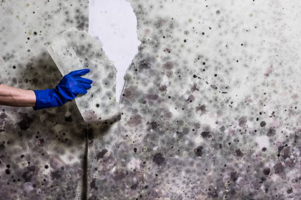 Best Crawl Space Mold Remediation in Steubenville, OH